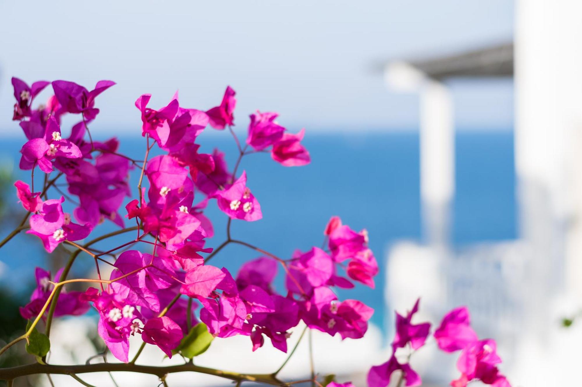 With-Inn Mykonos Suites Tourlos Dış mekan fotoğraf